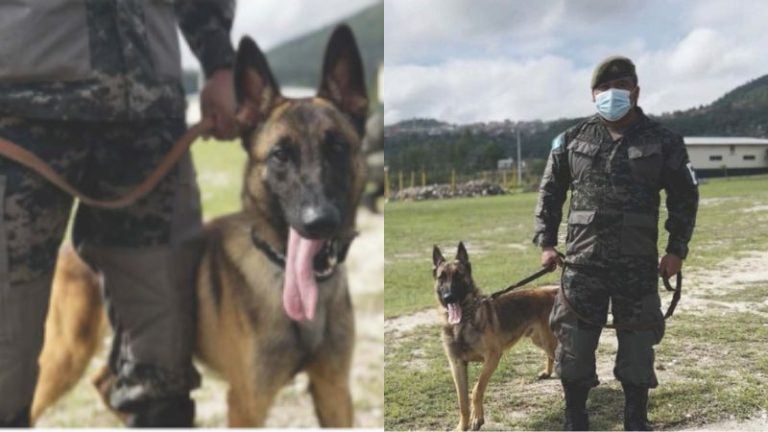 Caninos entrenados buscar cadáveres