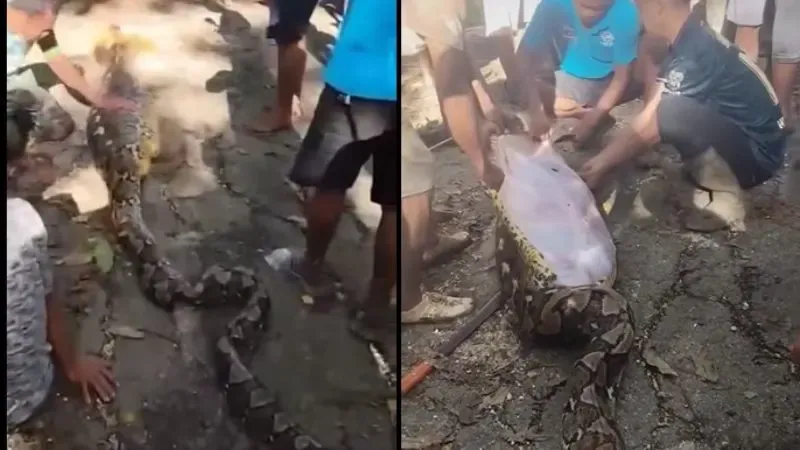 Pitón trago hombre 1