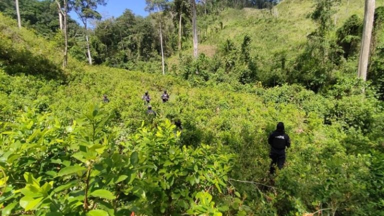 Descubren plantación con 56 mil arbustos de presunta hoja de coca en Olancho