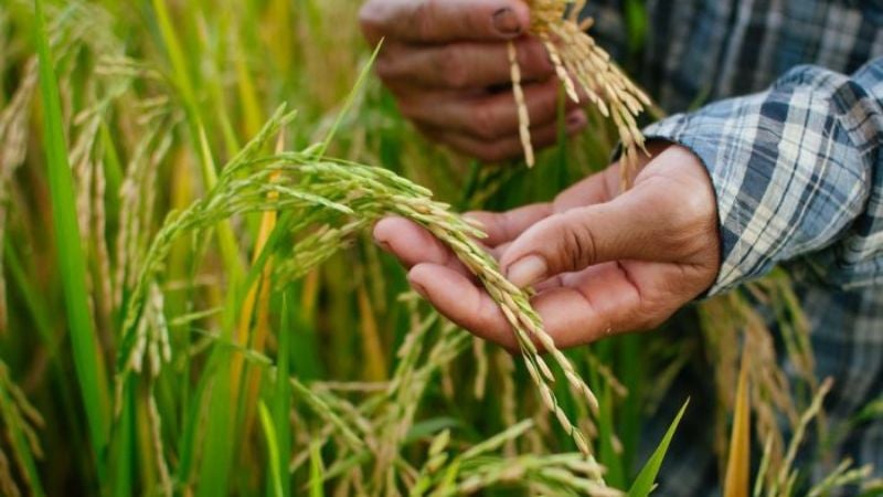precio justo para cosecha de arroz 