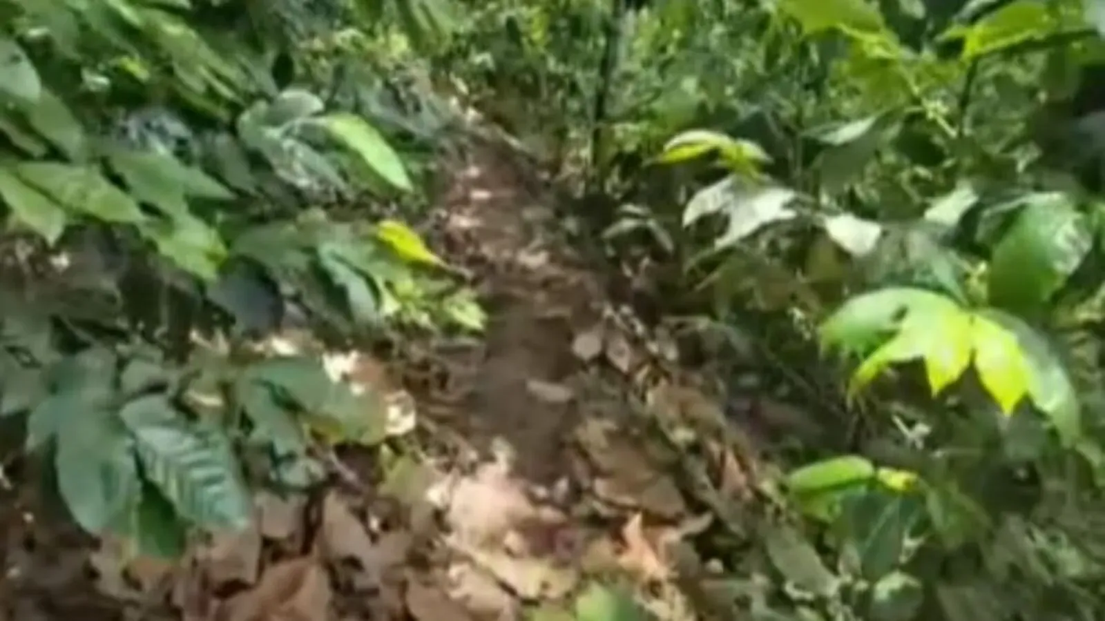 Semienterrado