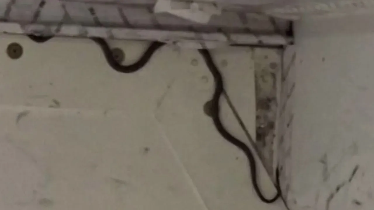 vuelo Australia serpiente a bordo