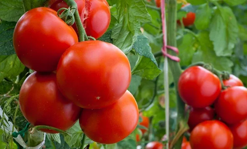 EEUU impone arancel tomates de México