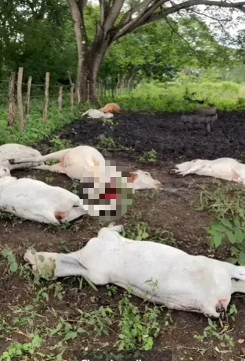 Vacas rayo Olancho
