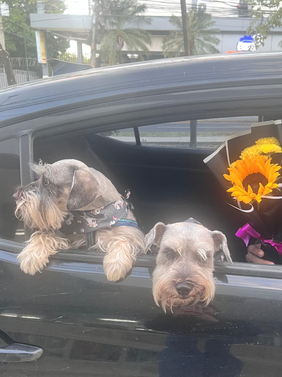 bruno y cooper