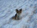 chihuaua