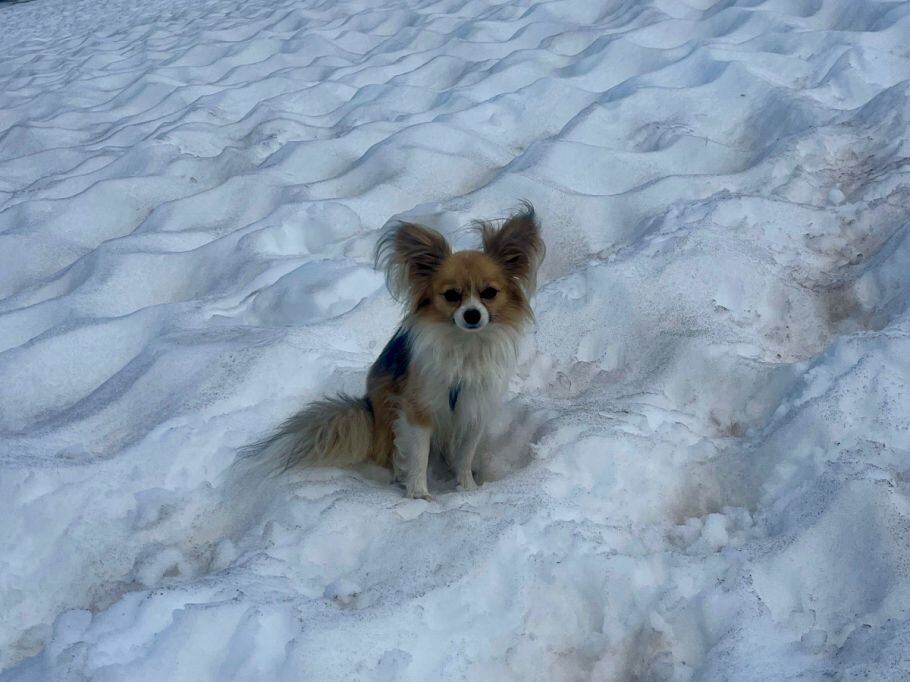 Chihuahua 