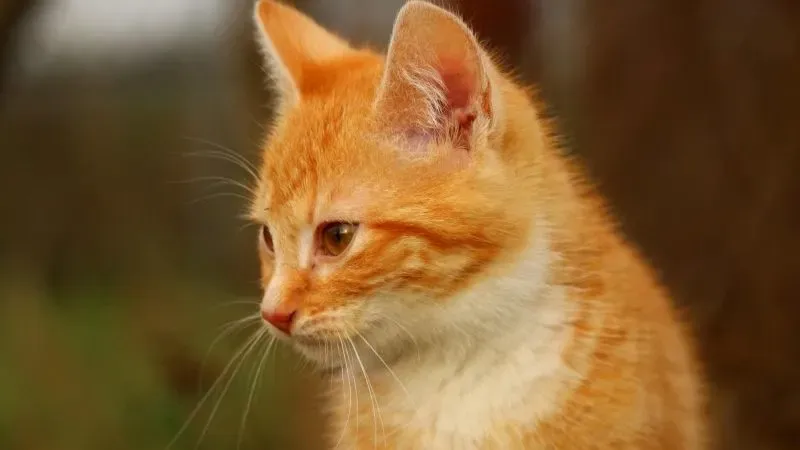 hombre herencia adopte gata