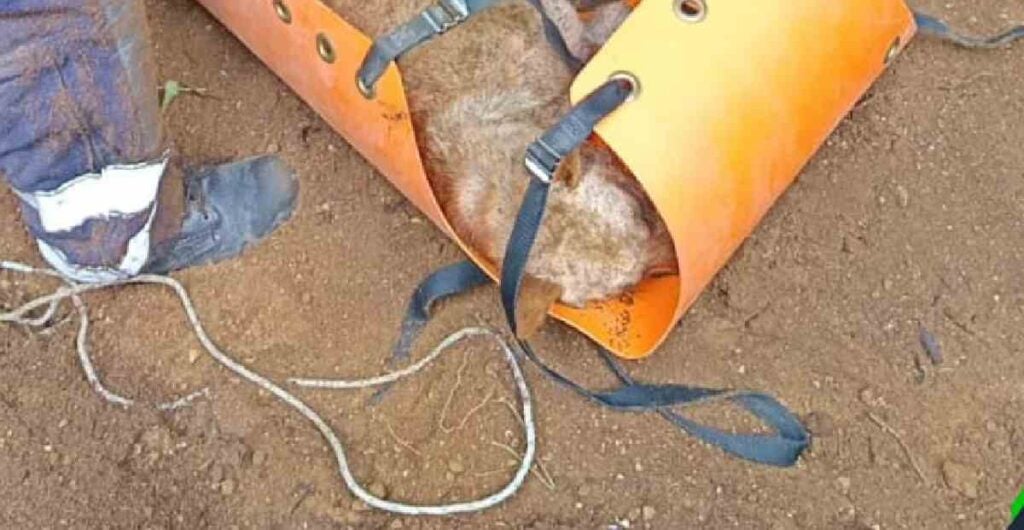 Momento del rescate de la perrita.
