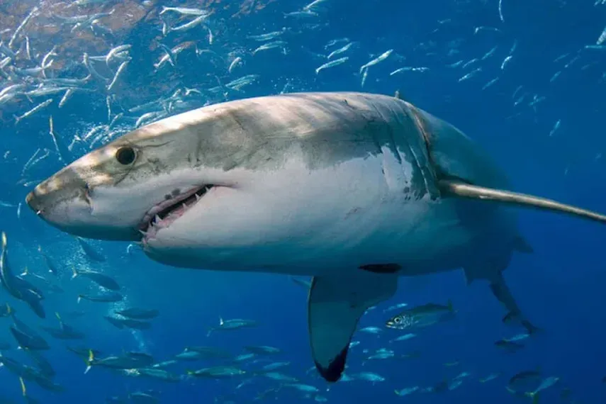 Tiburón muerde a buzo en Florida en plena pesca submarina