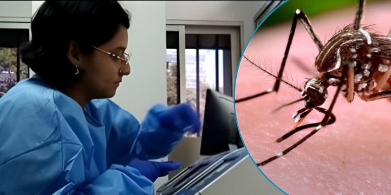 Investigación revela 25 especies de mosquito en Honduras; conozca cómo protegerse