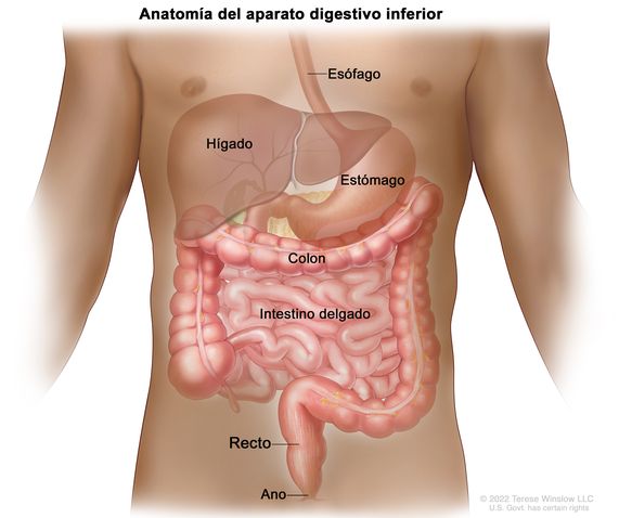 intestino