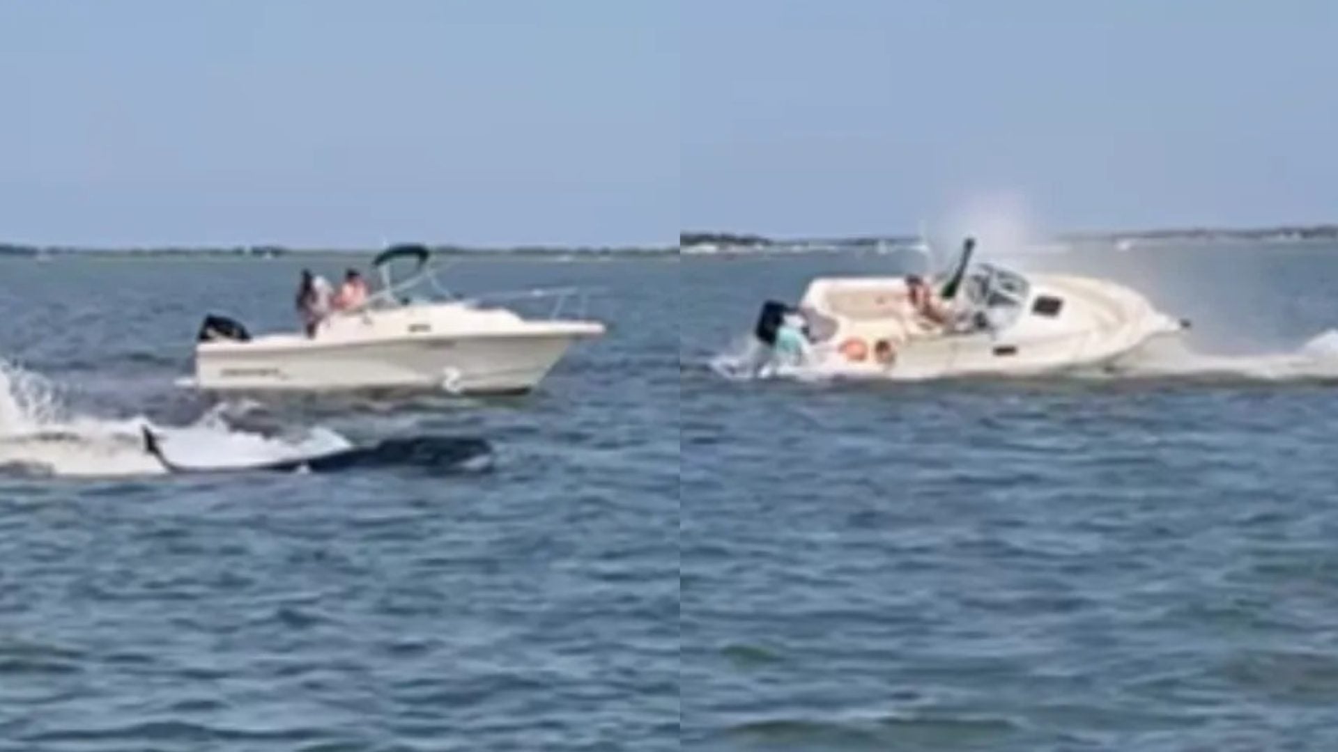 Ballena