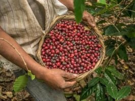Café Honduras exportaciones EEUU