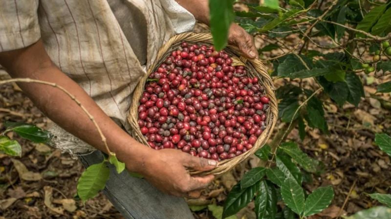 Café Honduras exportaciones EEUU