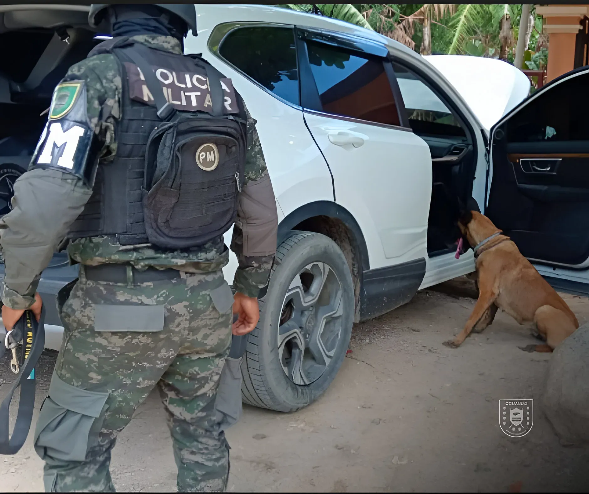 Can Dayla detecta marihuana operativo