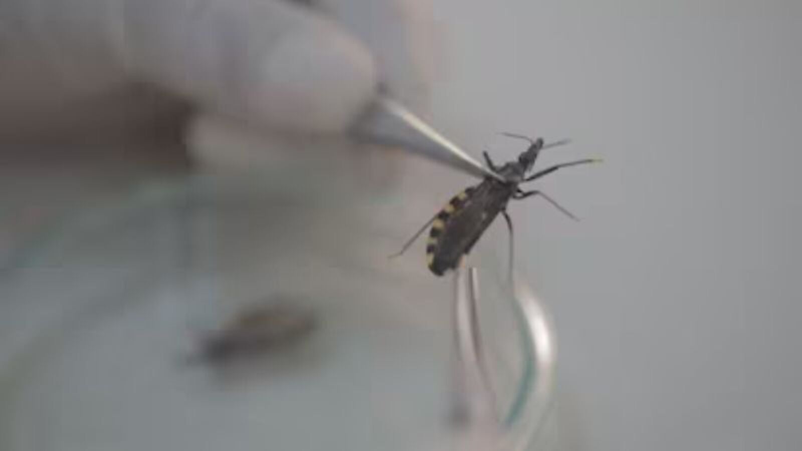 mal de Chagas