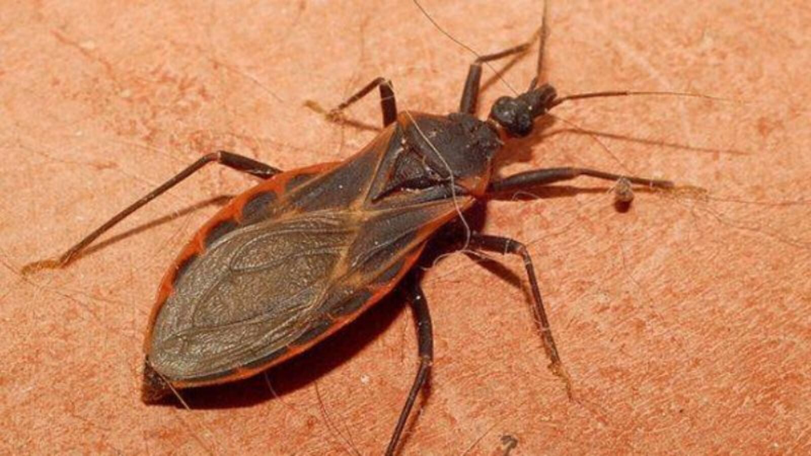 mal de Chagas