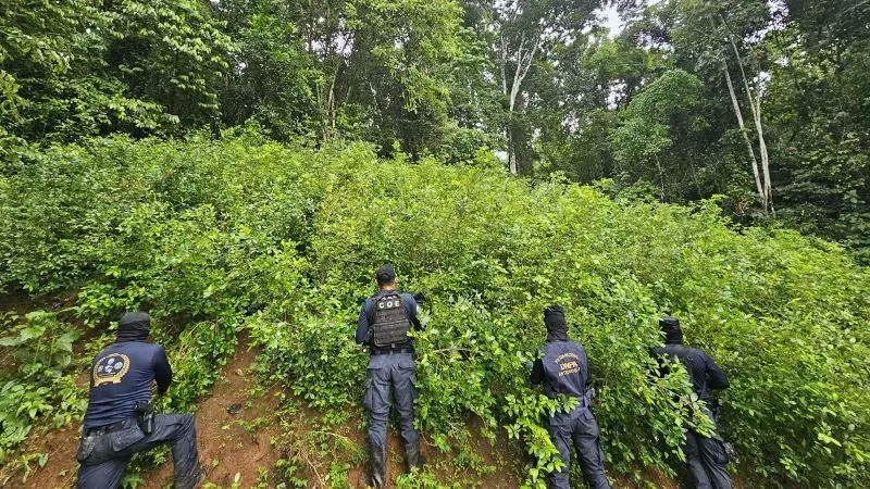 Arbustos coca Río Hondo