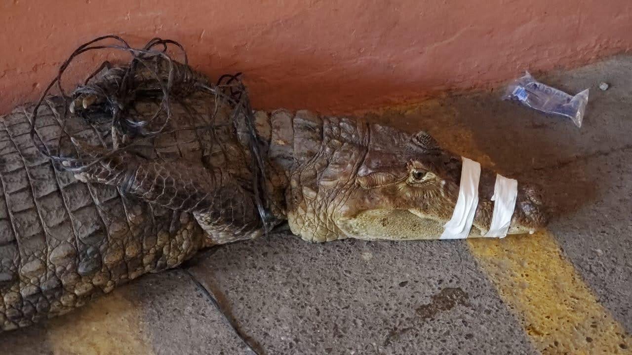 cocodrilo 