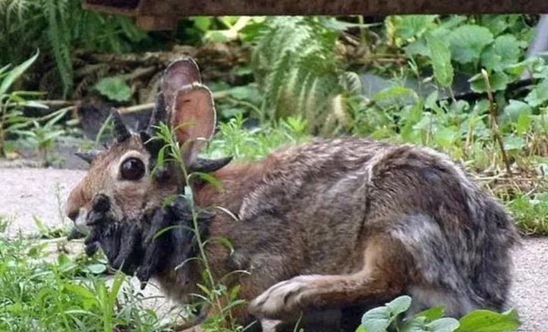 Conejos con cuernos Estados Unidos