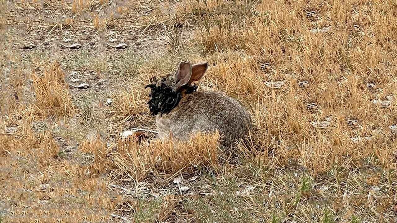 Conejos con cuernos Estados Unidos
