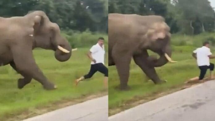 Elefante
