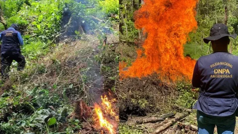 Erradicación plantaciones coca Colón Olancho