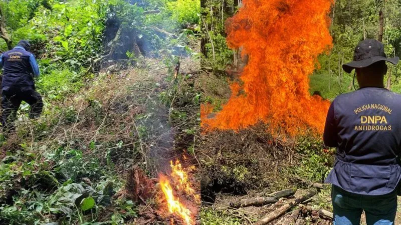 Erradicación plantaciones coca Colón Olancho