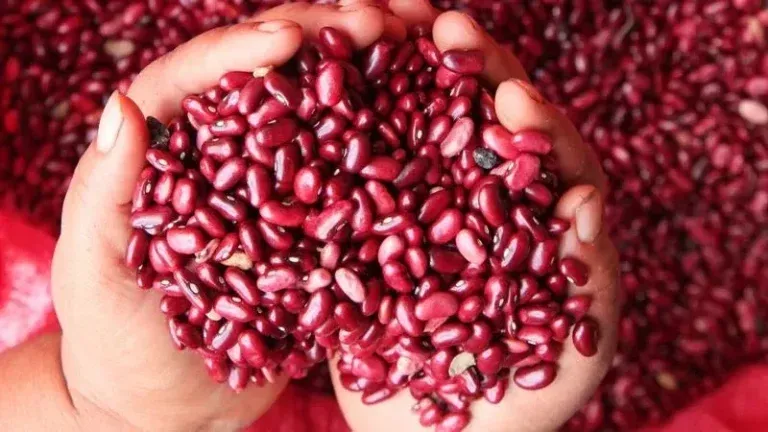 Frijoles
