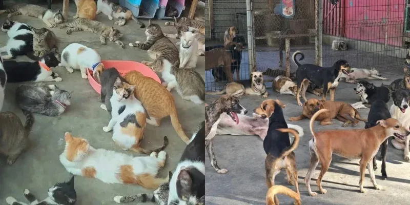 Refugio Patitas de Amor pide ayuda