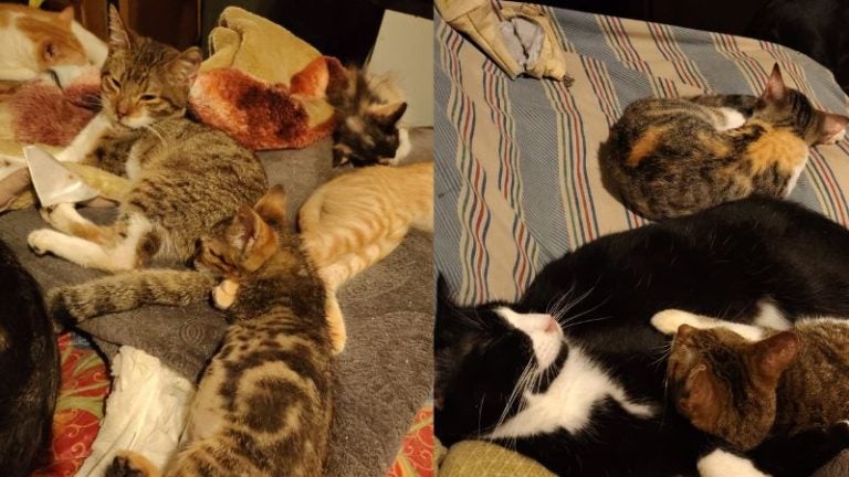 Un acto de amor: hondureña solicita ayuda para mantener refugio animal