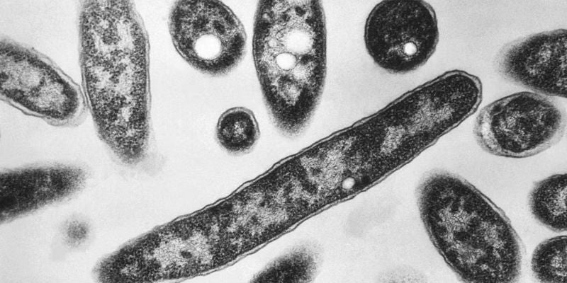 Infección pulmonar en Nueva York deja quinta víctima mortal y más de 100 afectados