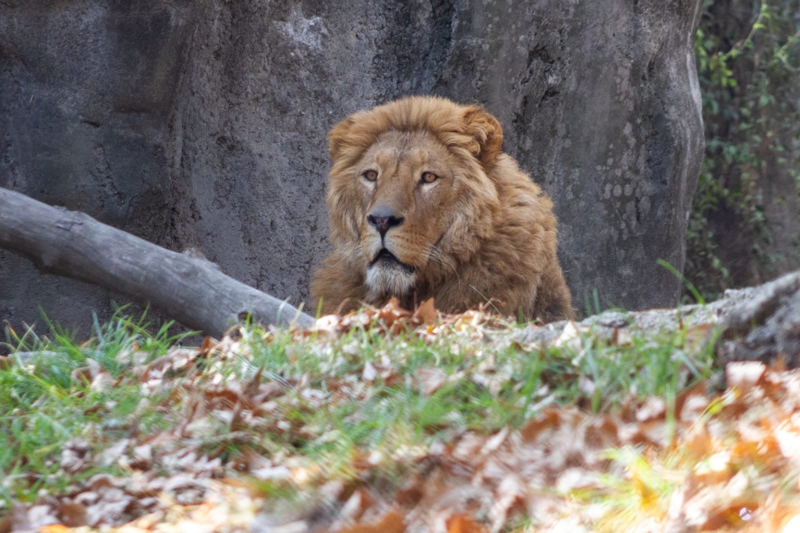 zoológico en Dinamarca pide mascotas