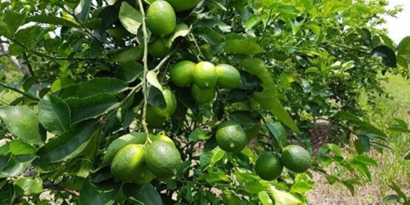 En riesgo total: 80 manzanas de limón persa podrían perderse en Colón por desplome de ventas