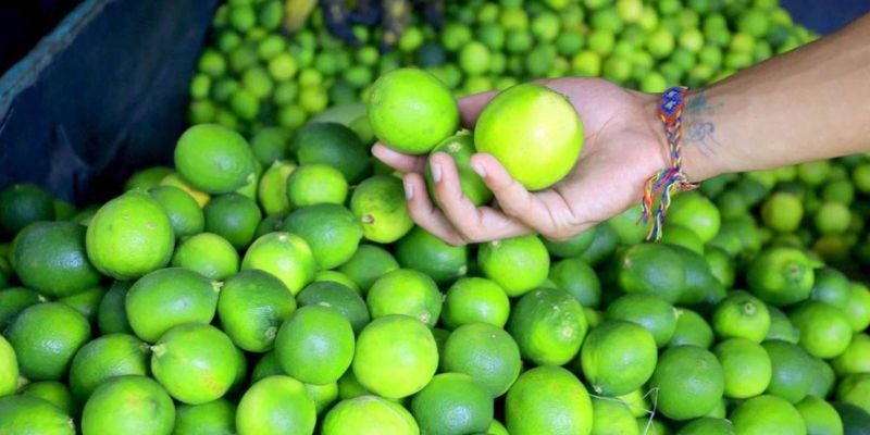 En riesgo total: 80 manzanas de limón persa podrían perderse en Colón por desplome de ventas