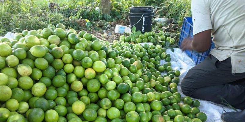 En riesgo total: 80 manzanas de limón persa podrían perderse en Colón por desplome de ventas