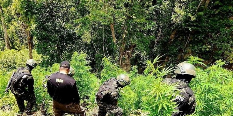 Descubren mega plantación de marihuana en Colón: ¡18,000 arbustos incautados!