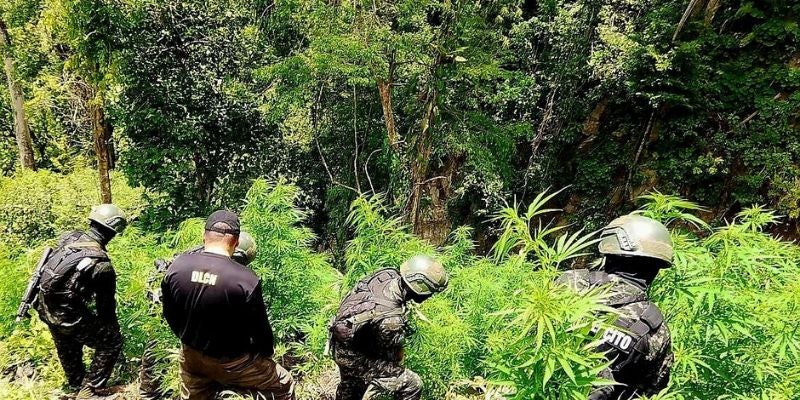 Descubren mega plantación de marihuana en Colón: ¡18,000 arbustos incautados!