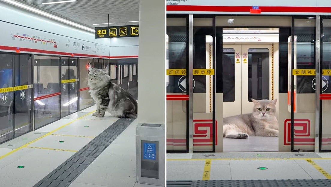 China construye una estación de metro gatos