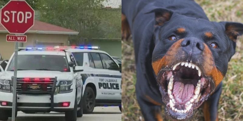 Ataque de rottweiler deja hospitalizada a una niña en EEUU