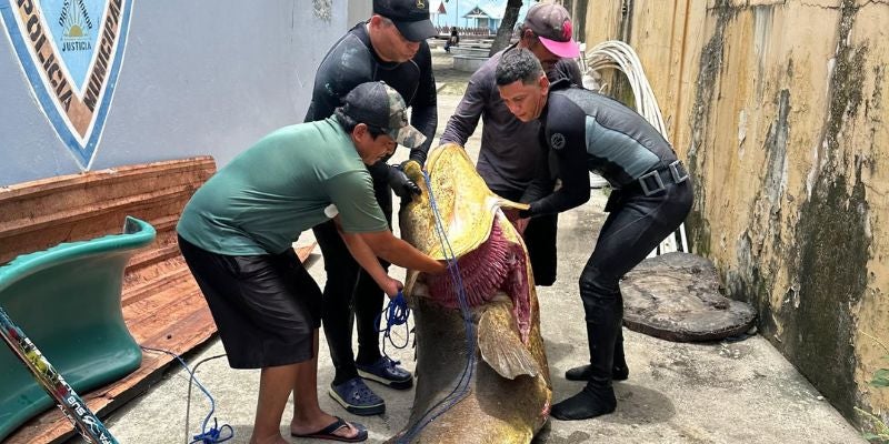 ¡Gigante del mar! Pescador atrapa enorme mero de 2 metros y 350 libras en el muelle de La Ceiba