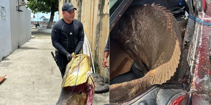 ¡Gigante del mar! Pescador atrapa enorme mero de 2 metros y 350 libras en el muelle de La Ceiba