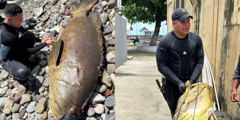 ¡Gigante del mar! Pescador atrapa enorme mero de 2 metros y 350 libras en el muelle de La Ceiba