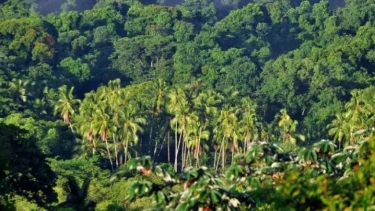 Hallan árbol raro en el Chocó Andino; solo existe en tres lugares de Ecuador