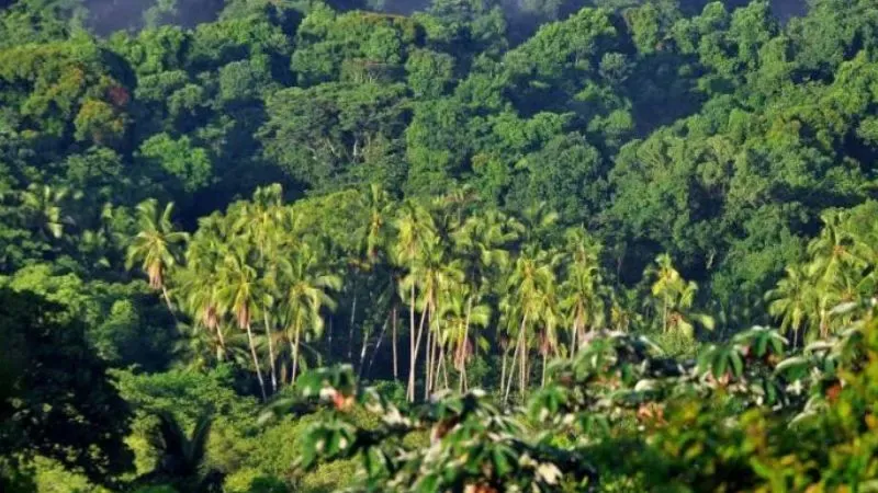 Hallan árbol raro en el Chocó Andino; solo existe en tres lugares de Ecuador
