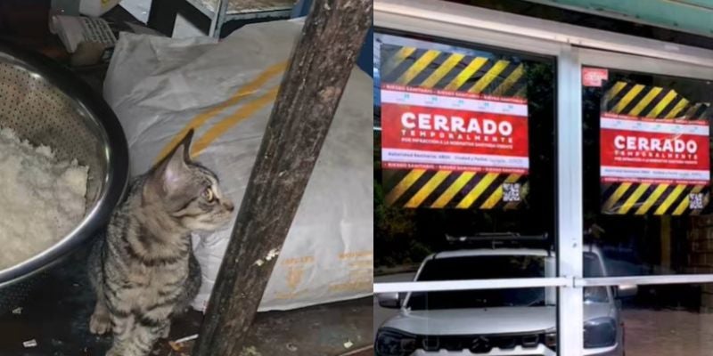 ¡Insólito! Encuentran gatos en la cocina de restaurante chino en Tegucigalpa
