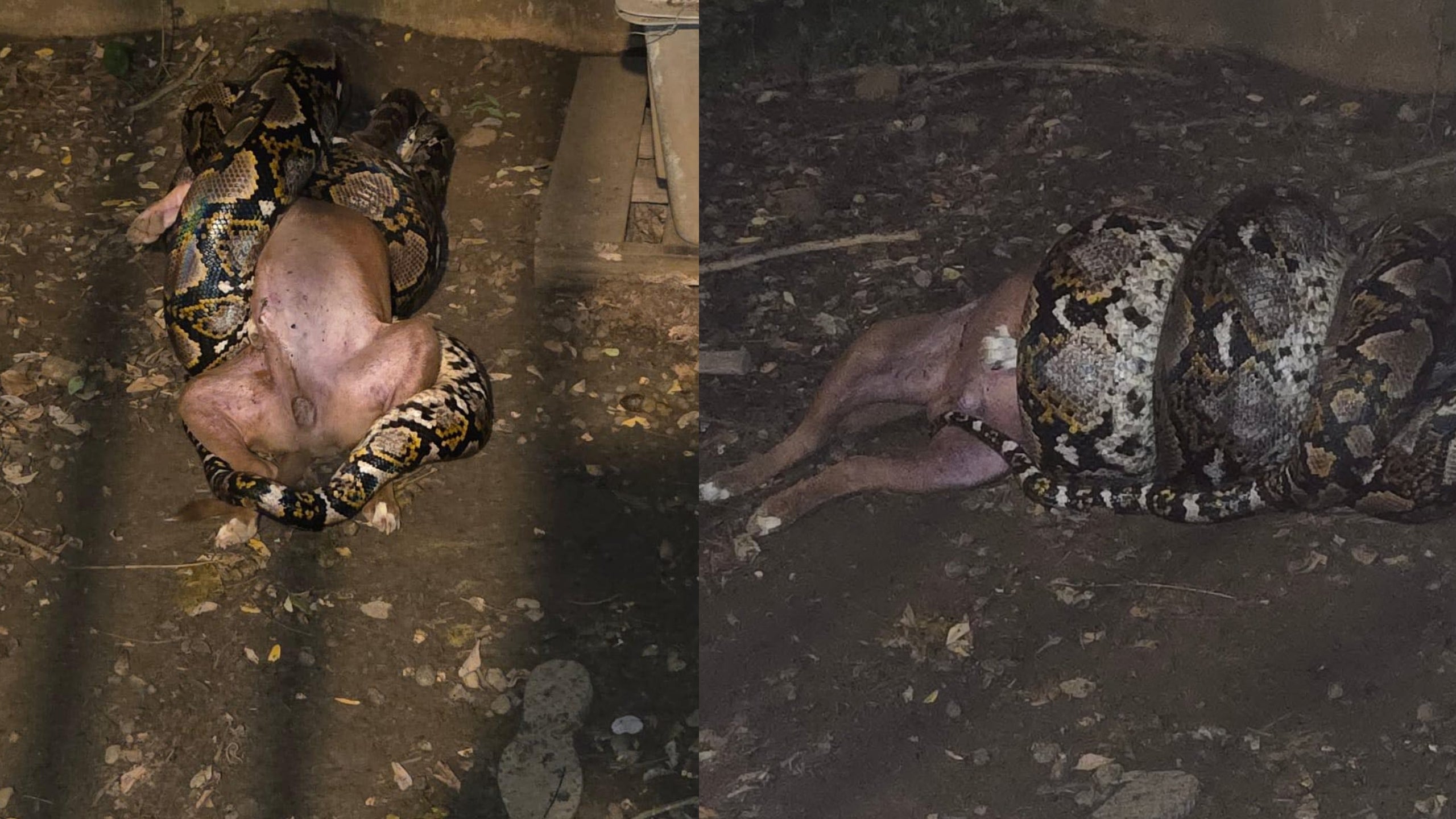 Serpiente mata a la mascota