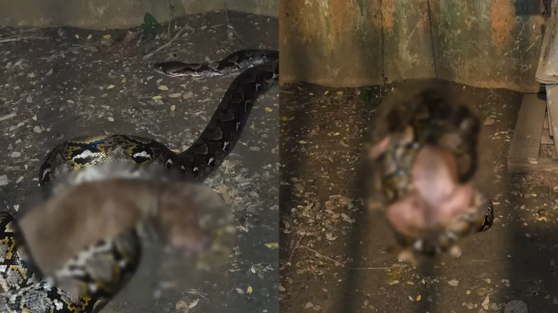 Serpiente asfixia a un perro en la madrugada