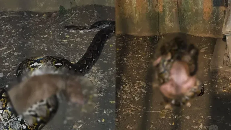 Serpiente asfixia a un perro en la madrugada